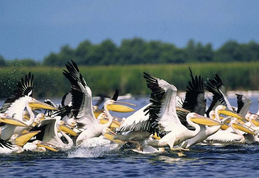 Danube Delta, Tulcea County, Romania